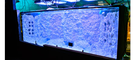 Coral regeneration aquarium tank lined with Reefscape Rock™