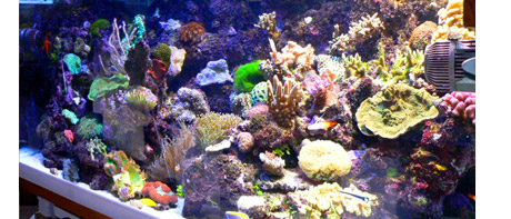 The same reef tank as above 3 months later.