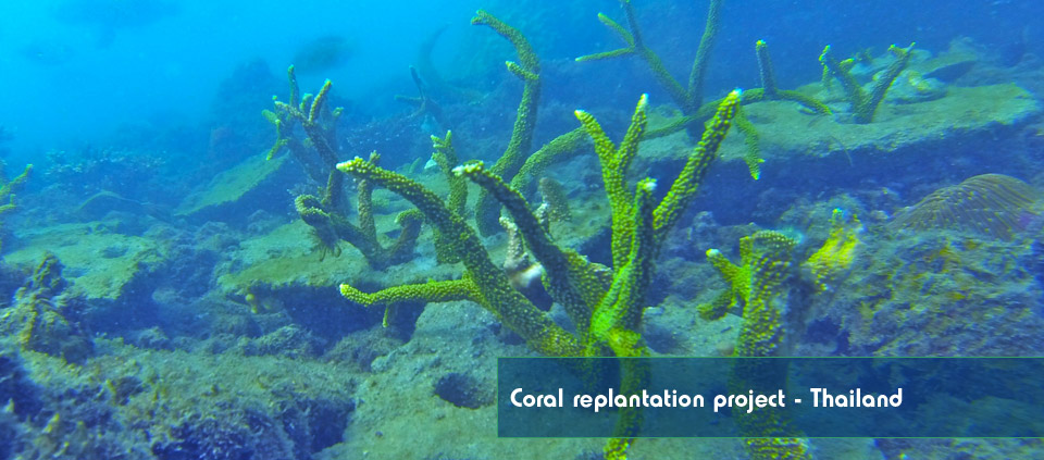 A picture of coral planted by Reefscape Australia growing on a coral reef in Thailand.