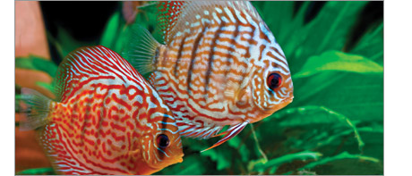 A picture of 2 discus fish