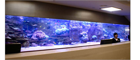 Hotel reception aquarium