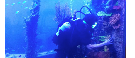 A SCUBA diver carefully repositions coral inside a very large marine aquarium.