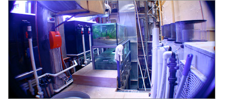 A picture of a reef aquarium back of house area.