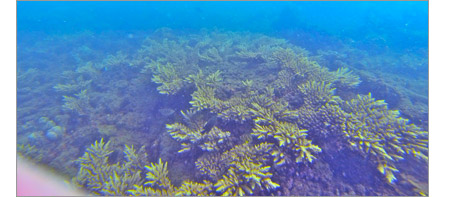 Reeplanted reef section.