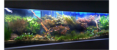 Fresh water planted aquarium