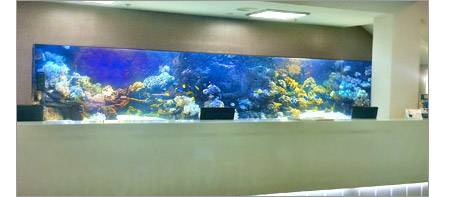 Picture of a finished 6m long marine acrylic aquarium with fish